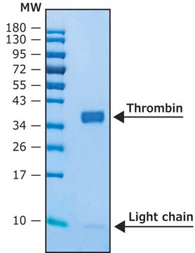 凝血酶 人 BioUltra, recombinant, expressed in HEK 293 cells, aqueous solution, &#8805;95% (SDS-PAGE)