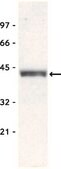 Anti-Bmi-1 Antibody, clone F6 clone F6, Upstate®, from mouse