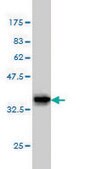 Monoclonal Anti-TRIB3 antibody produced in mouse clone 1H2, purified immunoglobulin, buffered aqueous solution