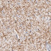 Anti-PLP1 antibody produced in rabbit Prestige Antibodies® Powered by Atlas Antibodies, affinity isolated antibody, buffered aqueous glycerol solution