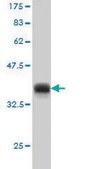Monoclonal Anti-CDC25A antibody produced in mouse clone 3D5, purified immunoglobulin, buffered aqueous solution
