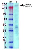 Monoclonal Anti-Eaac1 - Fitc antibody produced in mouse clone S180-41, purified immunoglobulin
