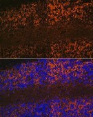 Anti-Aquaporin-4 (AQP4) antibody produced in rabbit