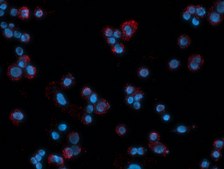 Duolink®原位检测试剂FarRed