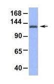 Anti-PER2 antibody produced in rabbit affinity isolated antibody