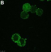 Anti-SCN2A Antibody, clone 3F19 ZooMAb® Rabbit Monoclonal recombinant, expressed in HEK 293 cells