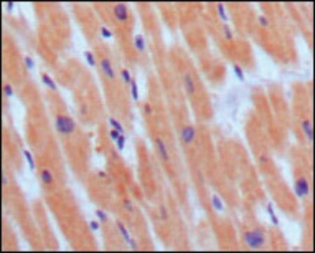 Monoclonal Anti-NPPB antibody produced in mouse clone 3A6F7C7, ascites fluid