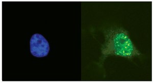 Anti-phospho-Histone H2A.X (Ser139) Antibody, clone JBW301 clone JBW301, from mouse