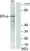 Anti-Estrogen Receptor-α, C-Terminal antibody produced in rabbit affinity isolated antibody