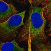 Anti-SH3GL1 antibody produced in rabbit Prestige Antibodies® Powered by Atlas Antibodies, affinity isolated antibody, buffered aqueous glycerol solution