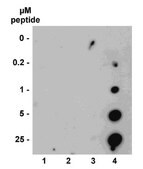 ChIPAb+ Trimethyl-Histone H3 (Lys36) - ChIP Validated Antibody and Primer Set, rabbit monoclonal from rabbit