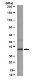 Anti-Olig-2 Antibody from rabbit, purified by affinity chromatography