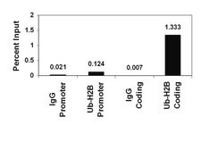ChIPAb+ 泛素化组蛋白H2B - ChIP验证的抗体和引物组 clone 56, from mouse, purified by using protein G