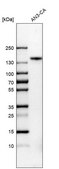 Anti-FGFR1 antibody produced in rabbit Prestige Antibodies® Powered by Atlas Antibodies, affinity isolated antibody, buffered aqueous glycerol solution