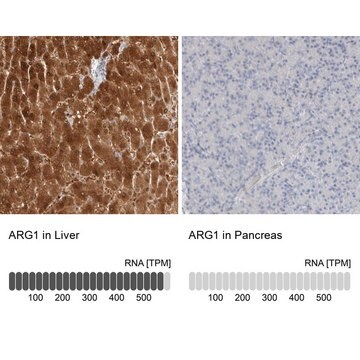 Anti-ARG1 antibody produced in rabbit Prestige Antibodies® Powered by Atlas Antibodies, affinity isolated antibody, buffered aqueous glycerol solution