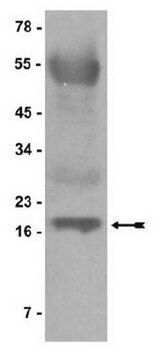 Protein G Agarose/Salmon Sperm DNA, 2.5 mL Recombinant Protein G covalently bound to agarose beads by cyanogen bromide linkage for use in chromatin immunoprecipitations (ChIP assays). Sonicated salmon sperm DNA is included to block non-specific DNA binding sites on agarose beads. Every lot qualified using an Acetyl Histone H3 ChIP assay.