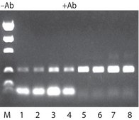 JumpStart™ REDTaq® DNA Polymerase Hot-start Taq enzyme with inert dye, 10X buffer included