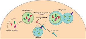 Bafilomycin A1 from Streptomyces griseus ≥90% (HPLC)
