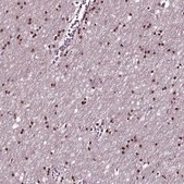Anti-SOX10 antibody produced in rabbit Prestige Antibodies® Powered by Atlas Antibodies, affinity isolated antibody