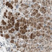 Anti-ME1 antibody produced in rabbit Prestige Antibodies® Powered by Atlas Antibodies, affinity isolated antibody, buffered aqueous glycerol solution