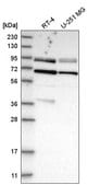 Anti-DVL2 antibody produced in rabbit Prestige Antibodies® Powered by Atlas Antibodies, affinity isolated antibody