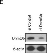 单克隆抗 β-肌动蛋白抗体 小鼠抗 clone AC-74, purified immunoglobulin, buffered aqueous solution