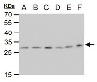 Monoclonal Anti-ETHE1 antibody produced in mouse clone GT1621, affinity isolated antibody