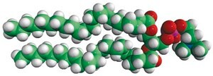 22:0 PC 1,2-dibehenoyl-sn-glycero-3-phosphocholine, chloroform