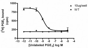 ChemiScreen 膜制剂重组人EP4前列腺素受体 Human EP4 GPCR membrane preparation for Radioligand binding Assays &amp; GTPγS binding.