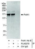 Rabbit anti-PolA1 Antibody, Affinity Purified Powered by Bethyl Laboratories, Inc.