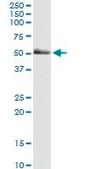 Monoclonal Anti-PAK2 antibody produced in mouse clone 1E1, purified immunoglobulin, buffered aqueous solution