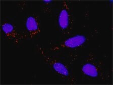 Monoclonal Anti-HSPA1B antibody produced in mouse clone 3B7, purified immunoglobulin, buffered aqueous solution