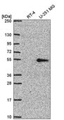 Anti-NR1D2 antibody produced in rabbit Prestige Antibodies® Powered by Atlas Antibodies, affinity isolated antibody