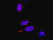 Monoclonal Anti-RHOA antibody produced in mouse clone 1C1, purified immunoglobulin, buffered aqueous solution