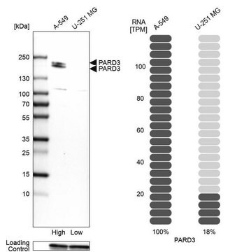 Anti-PARD3 antibody produced in rabbit Prestige Antibodies® Powered by Atlas Antibodies, affinity isolated antibody, buffered aqueous glycerol solution