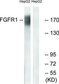 Anti-FGFR1 antibody produced in rabbit affinity isolated antibody