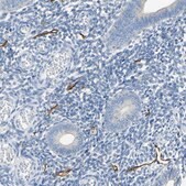 Anti-PDPN antibody produced in rabbit Prestige Antibodies® Powered by Atlas Antibodies, affinity isolated antibody, buffered aqueous glycerol solution