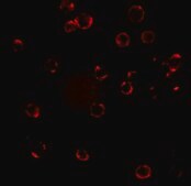 Anti-CXCR4 antibody produced in rabbit affinity isolated antibody