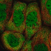 Anti-PCBP2 antibody produced in rabbit Prestige Antibodies® Powered by Atlas Antibodies, affinity isolated antibody, buffered aqueous glycerol solution