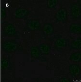 Anti-GST Antibody, clone 5B8 , ZooMAb® Rabbit Monoclonal recombinant, expressed in HEK 293 cells