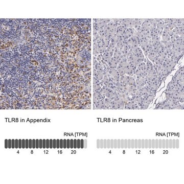Anti-TLR8 antibody produced in rabbit Prestige Antibodies® Powered by Atlas Antibodies, affinity isolated antibody, buffered aqueous glycerol solution