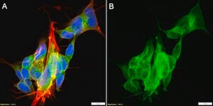Anti-Homer 1 Antibody, clone 1F5 ZooMAb® Rabbit Monoclonal recombinant, expressed in HEK 293 cells