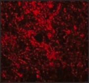 Anti-GATA3 antibody produced in rabbit affinity isolated antibody, buffered aqueous solution