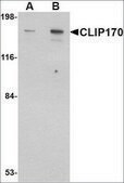 Anti-CLIP170 antibody produced in rabbit affinity isolated antibody, buffered aqueous solution