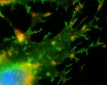 bisBenzimide H 33342 trihydrochloride suitable for fluorescence, ≥97.0% (HPLC)