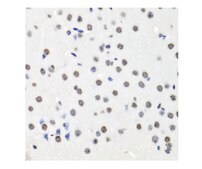 Anti-Histone H2AX antibody produced in rabbit