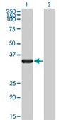 Monoclonal Anti-HAX1 antibody produced in mouse clone 1D2, purified immunoglobulin, buffered aqueous solution