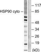 Anti-HSP90A antibody produced in rabbit affinity isolated antibody