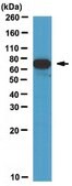 Anti-PABPC1/C3 Antibody from rabbit, purified by affinity chromatography