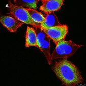 Anti-EGFR Antibody, clone 11E19, ZooMAb® Rabbit Monoclonal recombinant, expressed in HEK 293 cells
